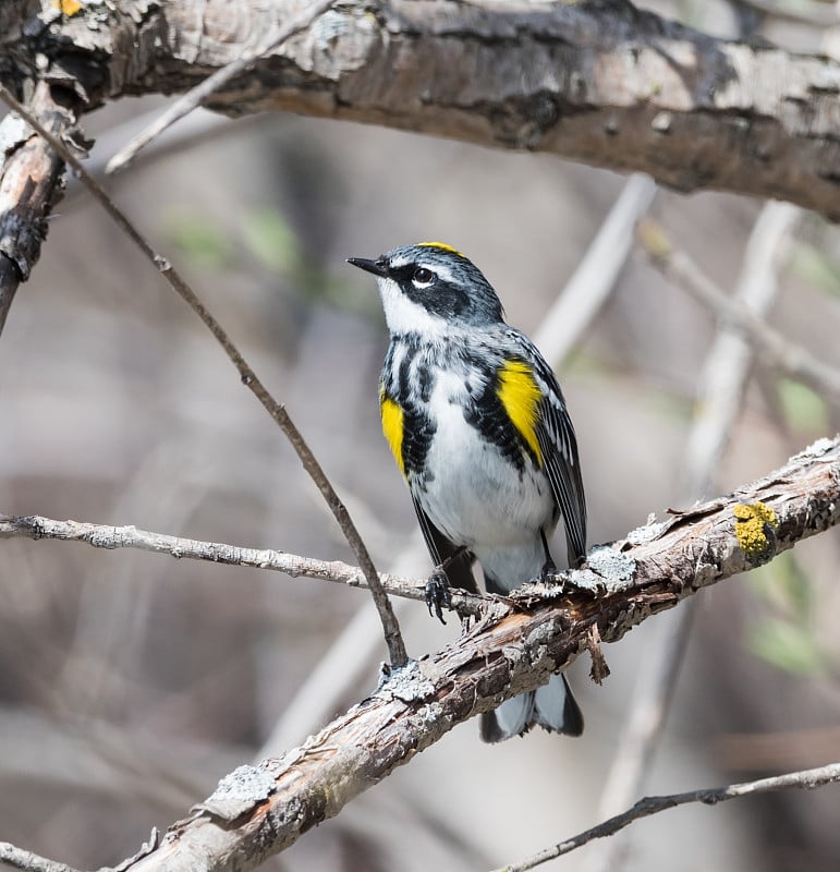 黄背林莺(Dendroica coronata)