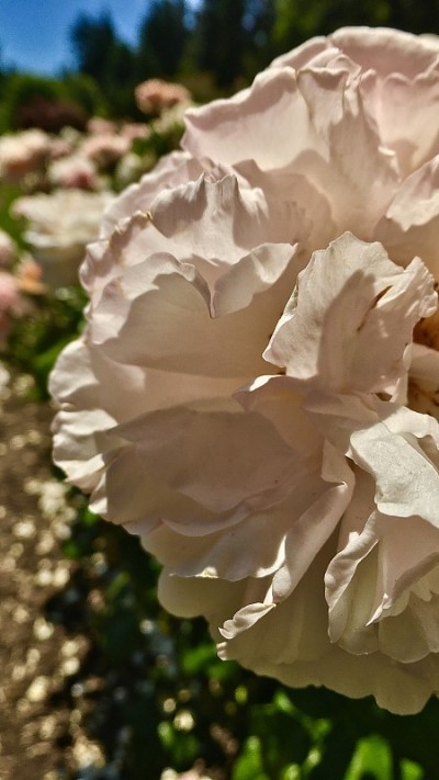粉红色和白色的玫瑰花蕾排成一排