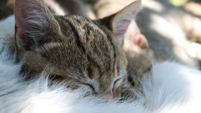 猫打盹
