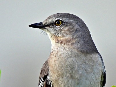 北方嘲鸟(Mimus polyglottos)肖像