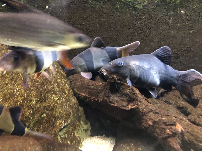 鱼水族馆