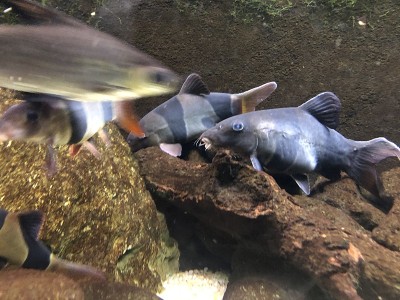 鱼水族馆