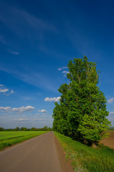 道路，麦田和绿树成荫的风景