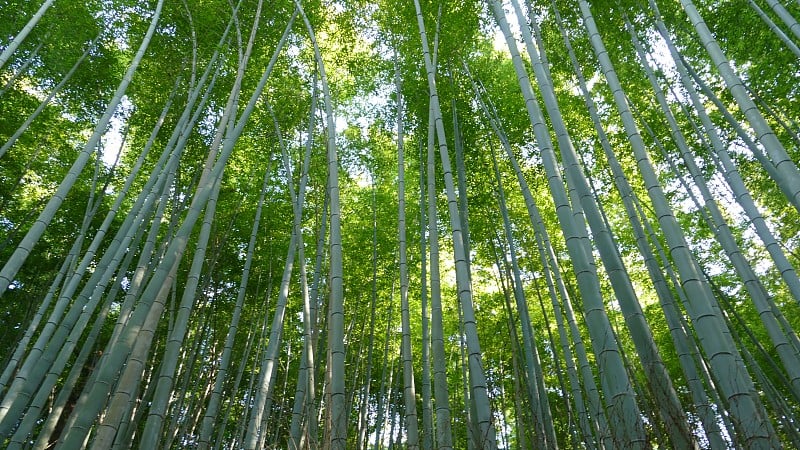 日本京都岚山以竹林闻名于世