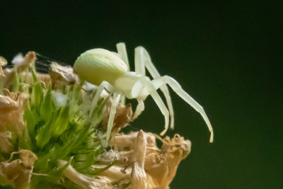 Misumène （Misumena vatia）