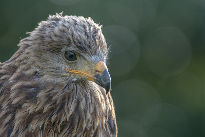 少年红风筝画像(Milvus Milvus)。