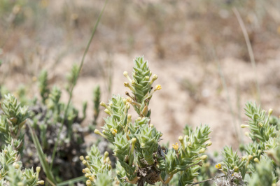 Crucianella maritima