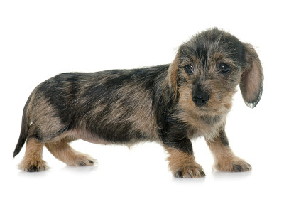 小铁丝毛腊肠犬
