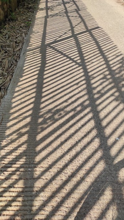 竹栅栏上的阴影街景