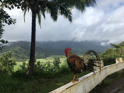 雨中俯瞰哈纳雷山谷的山顶公鸡，夏威夷考艾岛。