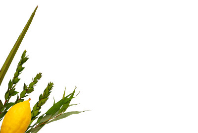 犹太人住棚节。传统符号(四种):Etrog, lulav, hadas, arava。孤立在白色