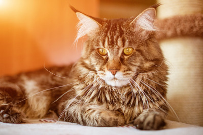 缅因库恩猫的肖像