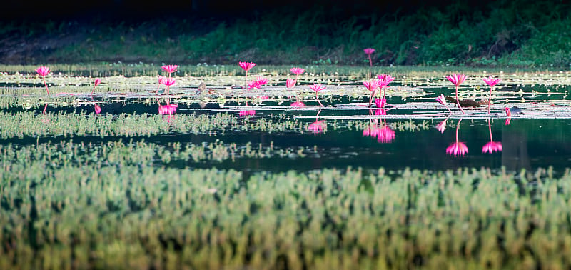 莲花湖