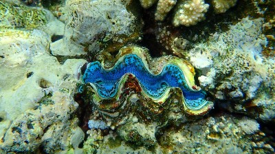 双壳贝类最大蚌或小巨蚌(最大砗磲)，生活在红海