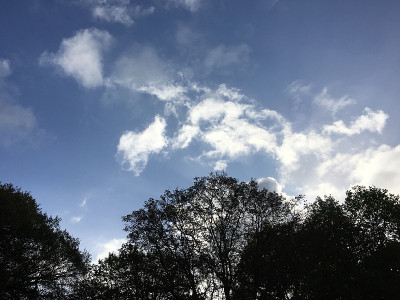 普通核桃树在2018年5月下旬开花