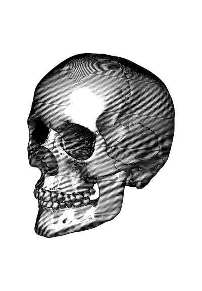 雕刻人类头骨透视插图孤立在白色BG