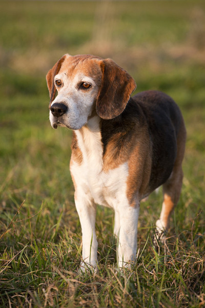 美丽的纯种聪明的小猎犬在夏季牧场