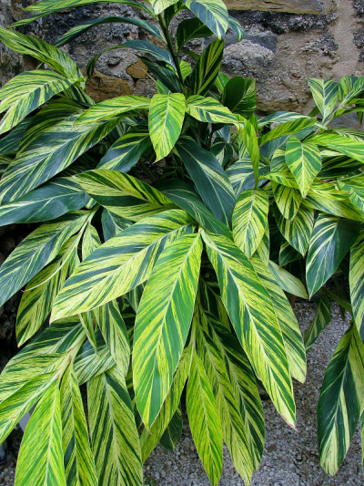 姜类植物叶上的绿色和黄色条纹