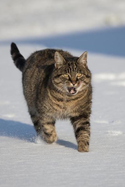 棕色虎斑家猫，女性，走在雪地上，诺曼底