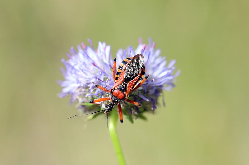 坐在花上的成年红黑色刺客和线腿虫(Rhynocoris iracundus, Reduviidae)