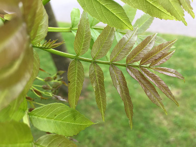 白蜡(Fraxinus excelsior)树- 2018年5月