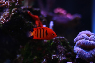 火焰天使鱼(Centropyge loricula)