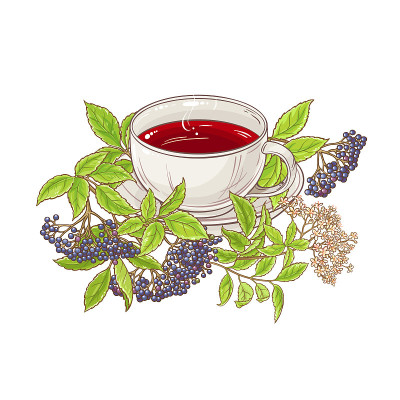 接骨木茶插图