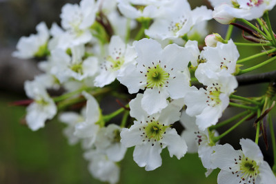 台湾梨开花