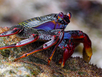 Red crabs on the rocks
