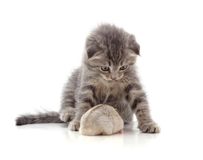 小猫和仓鼠。