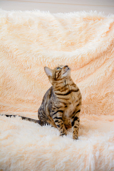 可爱美丽的孟加拉猫在地毯上