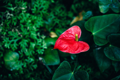 红掌花近了