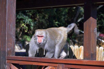 台湾的摇滚猕猴。