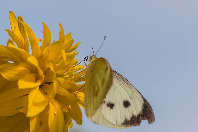 大的白色，Pieris brassicae