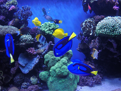 蒙特雷湾水族馆内的珊瑚礁展览