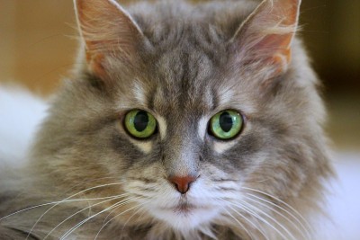 猫