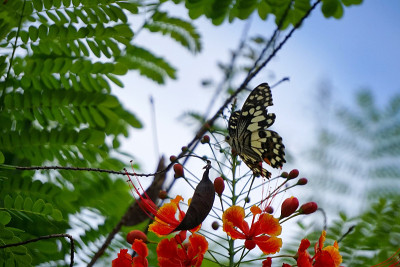 蒜头Caesalpinia pulcherrima和石灰蝴蝶蝴蝶蝶