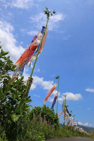 鲤鱼等浮电缆