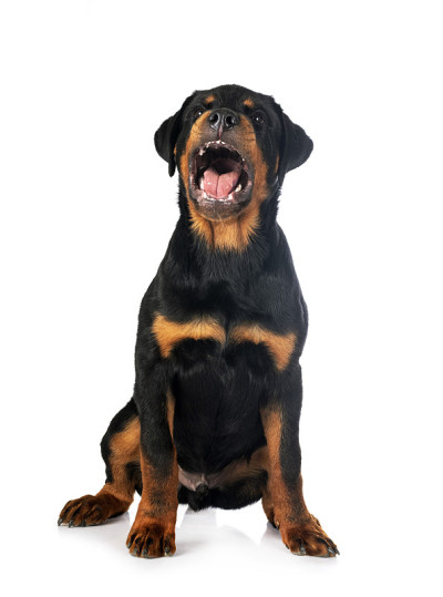 小狗罗特韦尔犬