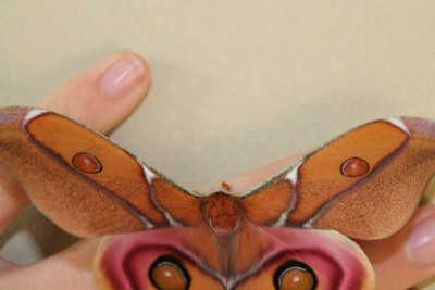 antherina suraka silkmoth