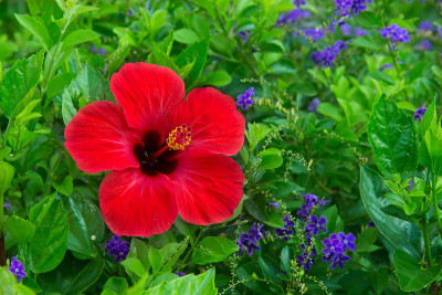 芙蓉