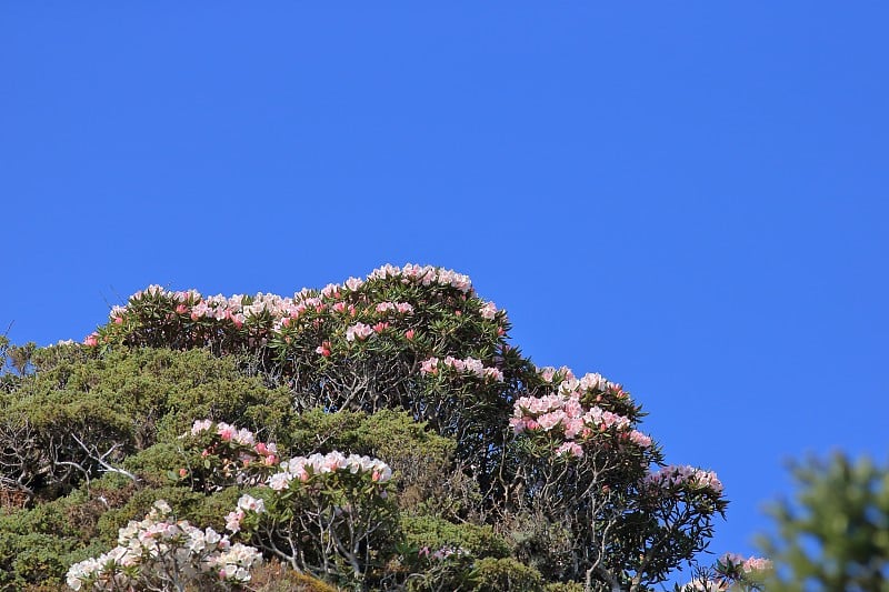 杜鹃花,华山