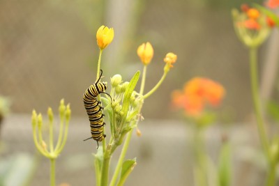 帝王蝶的毛虫——Danaus Plexippus