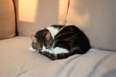 家猫