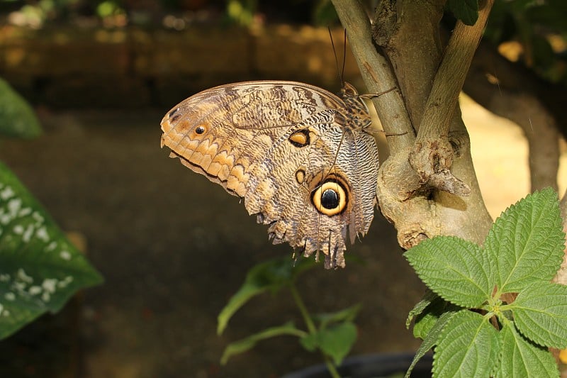 森林巨猫头鹰蝴蝶- Caligo Eurilochus