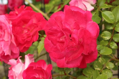 花园里的玫瑰