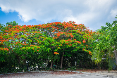 Poinciana Tree