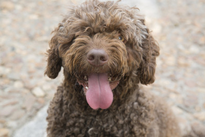 西班牙水犬