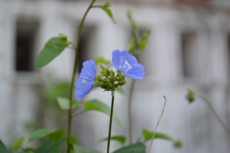 双子花