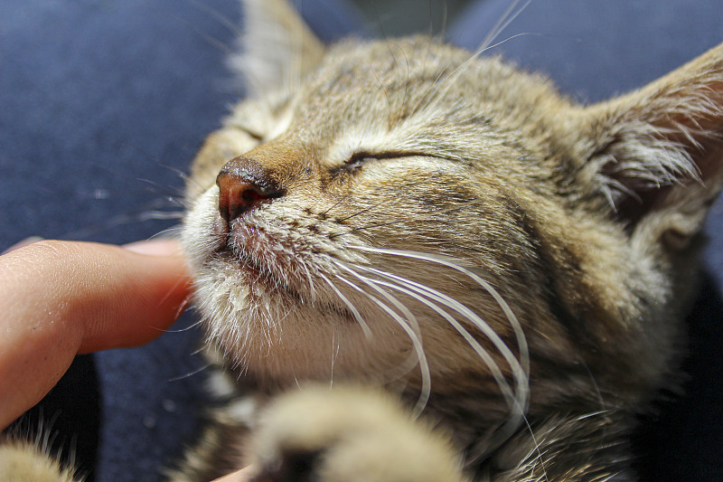 小猫的肖像“主体不在焦点上”